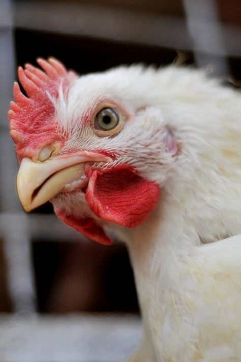 The Gujarat High Court is continuing its hearing of a public interest litigation (PIL) objecting to the slaughter of poultry birds at meat or chicken shops.The PIL filed by two NGOs, Animal Welfare Foundation and Ahimsa Maha Sangh, sought a ban on chicken slaughter at shops stating that it should be allowed only at slaughterhouses. BCCLWhat is an animal?The petitioners had argued that the slaughter of chickens at meat shops was in violation of the Food Safety and Standards Act and the Prevention Bad Chicken, Can Chicken, Chicken Shop, Meat Shop, Live Animals, High Court, Canned Chicken, Animal Welfare, Food Safety