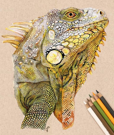 Finally finished! I’m really happy with how this piece turned out. I used strathmore toned tan paper and a mixture of polychromos,… Colorful Animal Art, Owl Tattoo Drawings, Drawing With Charcoal, Colored Pencil Artwork, Pix Art, Image Nature, Art Mixed Media, Colorful Animals, Coloured Pencils