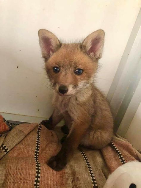 Fantastic Fox, Fox Pictures, Fox Baby, Fox Girl, Animals Pictures, Pet Fox, Pets 3, Animal Sanctuary, Fox Art