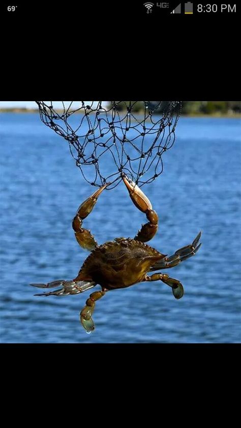 Crab Ideas, Snow Crab, Maryland Crabs, Blue Crabs, Soft Shell Crab, Summer Mood Board, Crab Fishing, Sea Of Galilee, Crab Shack