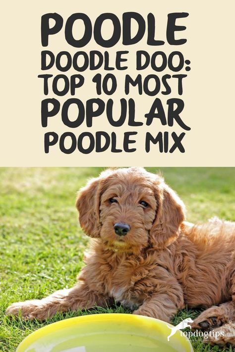 Dogs with the Poodle mix are endearingly nicknamed doodles. It's one of the most popular mixed breeds globally and for good reasons, too. Poodle Mixed Breeds, Doodles Dogs Breeds, Mini Doodle Dog, Doodle Training, Doodle Dog Breeds, Maltese Poodle Mix, Poodle Doodle, Moyen Poodle, Poodle Mix Breeds