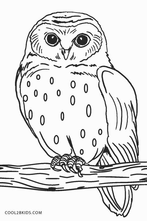 Free Printable Owl Coloring Pages For Kids | Cool2bKids Owl Templates, Owl Coloring, Owl Printables, Bird Template, Owl Coloring Pages, Bird Coloring Pages, Owls Drawing, Owl Pictures, Fall Coloring Pages