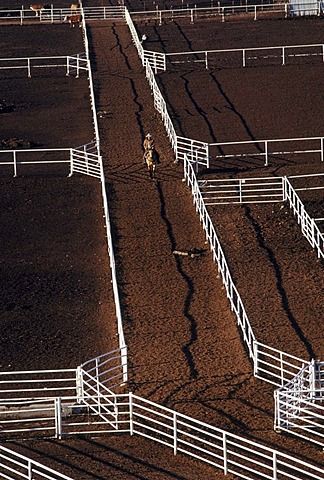 Cattle Feedlot, Corral Designs Cattle, Feedlot Cattle Design, Cattle Working Facility, Round Pens For Horses, Show Cattle Barn, Feed Lots Cattle, Cattle Facility, Horse Stables Design