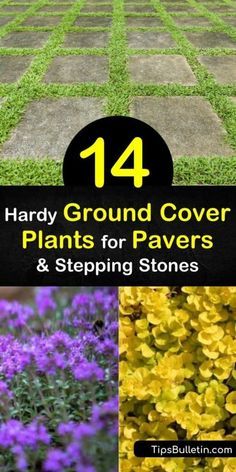 Blue Star Creeper, Flagstone Patios, Elfin Thyme, Creeping Plants, Groundcover Plants, Perennial Ground Cover, Terraced Backyard, Cover Crops, Soil Type