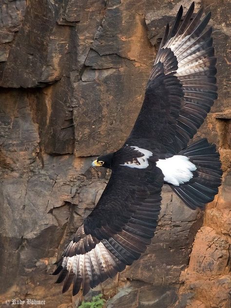 Verreaux's Eagle (Aquila verreauxii) in South Africa by Rudy Böhmer. This is one of the most specialized species of raptor in the world, with its distribution and life history revolving around its favorite prey species, the Rock Hyraxes. Raptors Bird, Eagle Painting, Eagle Pictures, Golden Eagle, Big Bird, Bird Pictures, Paint By Numbers, Alam Yang Indah, Birds Of Prey