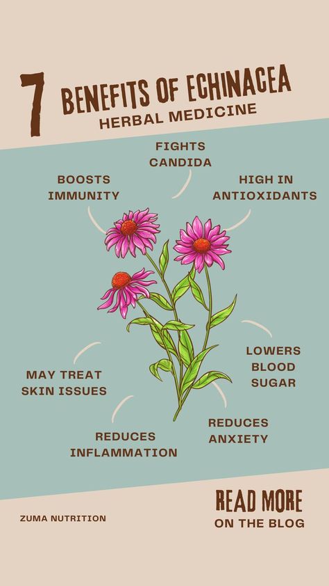 Herb Facts, Benefits Of Echinacea, Herbal Nutrition, Echinacea Tea Benefits, Echinacea Plant, Echinacea Benefits, Witches Kitchen, Boosting Immunity, Herbal Tea Garden