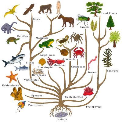 normal_tree_of_lifeGreat blog about teaching evolution. Really clear and well explained. Tree Of Life Evolution, Phylogenetic Tree, Plant Classification, Nature Story, Animal Tracks, History Timeline, Life Form, Space Science, Zoology