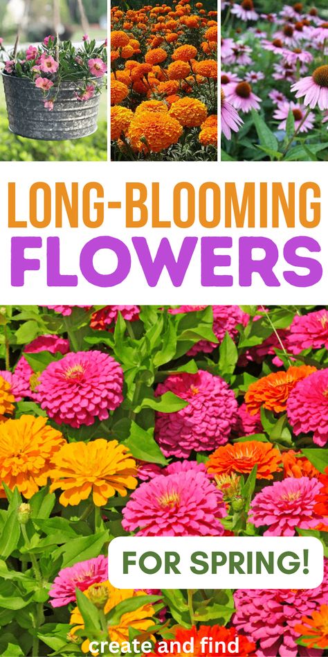 Long-blooming flowers for a spring garden. Partial Sun Perennials Flowers Garden, Annual Garden Ideas, Partial Sun Flowers, Gardening Beginners, Best Plants For Shade, Full Sun Garden, Flowers For Spring, Flower Garden Ideas, Full Sun Flowers