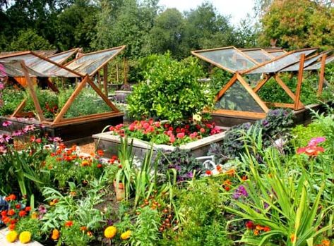 Colourful symmetrical raised beds feature a fruit tree underplanted with flowers & clever edging that doubles as a seat. Easy access paths & protective DIY covers for vulnerable crops - perfect for berries, vegetables & those affected by seasonal pests. | The Micro Gardener Garden Layout Vegetable, Small Vegetable Gardens, Vegetable Garden Planning, Potager Garden, Backyard Vegetable Gardens, Garden Wallpaper, Veg Garden, Cold Frame, Vegetable Garden Design