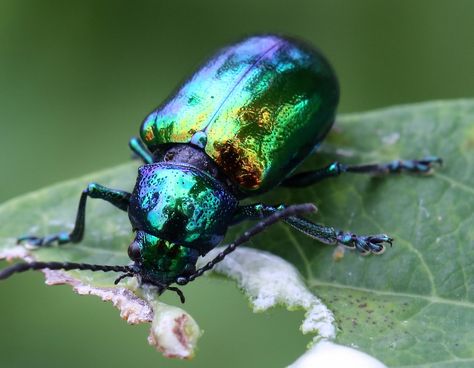 Iridescent Beetle, Blue Sea Slug, Duck Species, Leaf Beetle, Beetle Insect, Cool Bugs, Beetle Bug, Beautiful Bugs, Arthropods