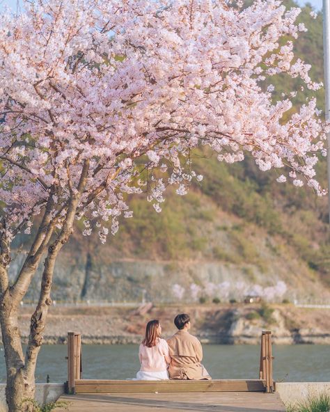 Korean Engagement Photos, Japan Photoshoot, Sakura Wedding, Cherry Blossom Pictures, Japan Wedding, Japan Cherry Blossom, Outdoor Date, Korean Couple Photoshoot, 달력 디자인