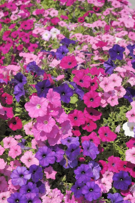 Pink Petunias, Petunia Flowers, Growing Lilies, Tools Tattoo, Gardener Aesthetic, Purple Flowers Garden, Petunia Flower, Purple Petunias, Garden Nails