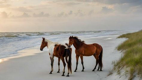 Two wild horses stand on the Cumberland Island Georgia between the waves and the sand dunes Cumberland Island Georgia, Sea Island Georgia, Cumberland Island, Southern Travel, Two Wild, St Simons Island, Island Map, Island 2, New Smyrna Beach