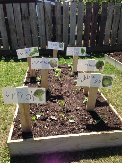 Literacy link to vege planting for preschoolers. Get them to make signs for the garden Preschool Garden Ideas, Kindergarten Garden, Garden Science, April Preschool, Gardening Club, School Kitchen, Grow Garden, Preschool Garden, Kids Gardening