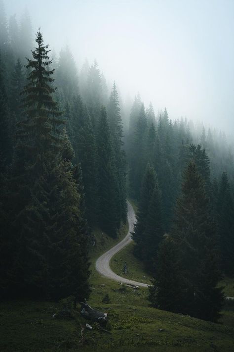 Forest Vibes, Dark Naturalism, Dark Forest Aesthetic, Mountain Aesthetic, Foggy Weather, Rainy Day Aesthetic, Dark Landscape, Woods Forest, Foggy Mountains