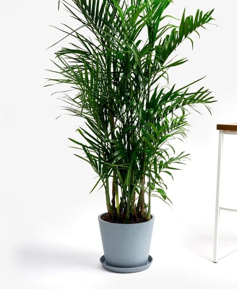 Potted Bamboo Palm Indoor Plant Bamboo Palm Indoor, Palm Indoor Plant, Potted Bamboo, Bamboo Indoor, Indoor Bamboo, Bamboo Palm, Bamboo In Pots, Houseplants Low Light, Plant Care Houseplant