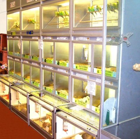 Reptile Store, Animal Adoption Center, Store Aesthetic, Pet Adoption Center, Reptile Room, Reptile Terrarium, Animal Adoption, Pet Corner, Adoption Center