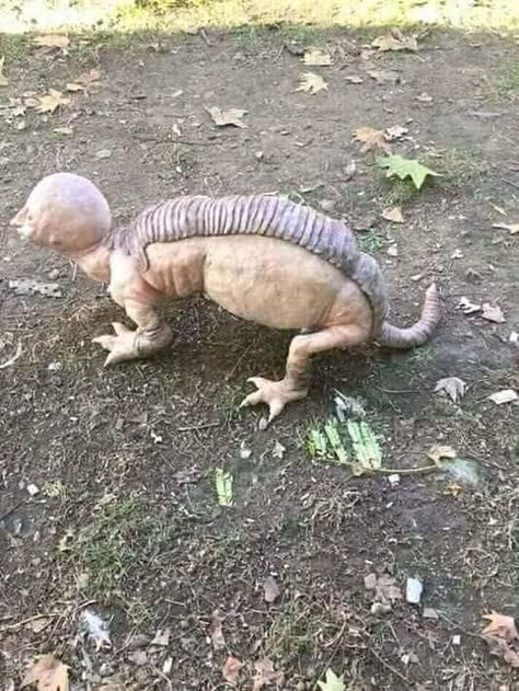 Strange Animals Real, Real Mythical Creatures, Ear Wax Removal Video, Lizard Girl, Life In North Korea, Alien Photos, Mysterious Creatures, Strange Creatures, Amazing Animal Pictures