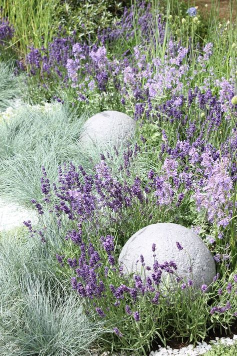 lavender and blue Fescue grass to highlight it Landscape Shrubs, Landscaping Shrubs, Fescue Grass, Hampton Court Flower Show, Blue Fescue, Purple Plants, Gravel Garden, Lavender Garden, Have Inspiration