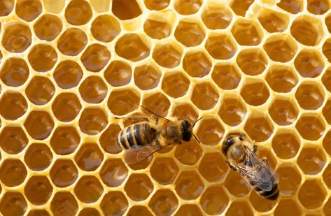 Bees - among most vital creatures on Earth - join endangered species list - The Jerusalem Post Bee Larvae, Faux Concrete Wall, Call Flow, Harvesting Honey, Flow Hive, Bee Food, Honey Hive, Bee Houses, Your Silence