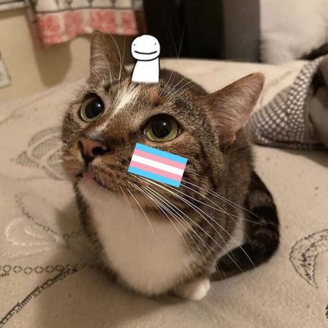 Trans Pfp Discreet, Trans Cat Pfp, Cat Couple Pfp, Trans Pride Icons, Straight Flag, Cat With Trans Flag, Cat Holding Pride Flag, Cat Holding Lesbian Flag, Icons Lgbt