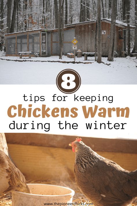 Winter For Chickens, Keeping Chickens Warm In Winter, How To Keep Chickens Warm In Winter, Keep Chickens Warm In Winter, Chicken Wisdom, Owning Chickens, Yard Chickens, Happy Chickens, Chickens In The Winter