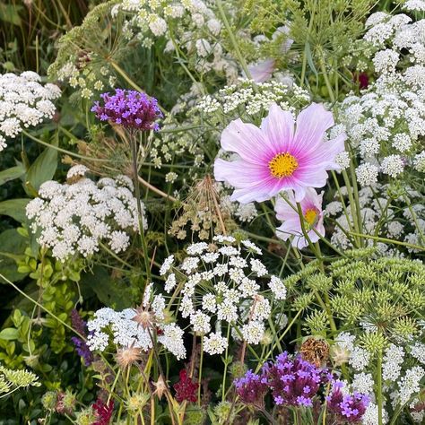 Clare Foster (@clarefostergardens) posted on Instagram • Dec 29, 2021 at 8:47pm UTC Growing Seeds, Tangled, Flower Power, Cosmos, The Fosters, Plants, Flowers, On Instagram, Instagram