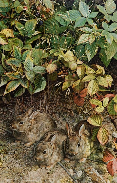 Carl Brenders, Southern Kitchen, Wildlife Paintings, Rabbit Art, Bunny Art, Wildlife Artists, Animals Artwork, Arte Animal, Beatrix Potter