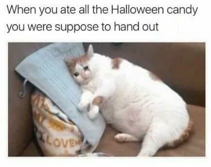 When you ate all the Halloween candy Fat Cat Pictures, Fat Cat Meme, Fat Memes, Funny Pictures With Captions, Memes Humor, Funny Cat Memes, Fat Cats, Top Funny, Laughing So Hard