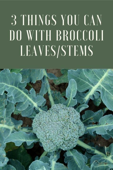 Brocolli Leaves Recipes, Broccoli Leaf Recipes, Broccoli Leaves Recipe, Broccoli Stem Recipes, Broccoli Greens Recipe, Broccoli Greens, Broccoli Juice, Broccoli Leaves, Purple Cauliflower