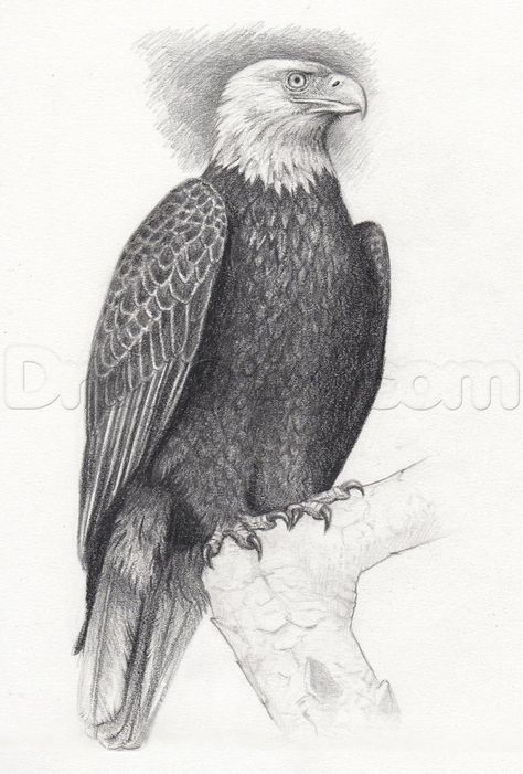 how to sketch a bald eagle step 14 Drawing Of An Eagle, Eagle Drawing Realistic, Eagle Sketches Pencil, Drawing Eagle Pencil, How To Draw A Bald Eagle, Eagle Drawing Easy, Eagle Sketch, Eagle Drawing, Eagle Images