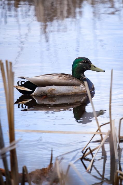 Male mallard duck swimming among reeds in pond Male Mallard Duck, Pnw Animals, Duck Swimming, Wild Birds Photography, Swimming Tattoo, Mallard Ducks, Duck Drawing, Canadian Goose, Mallard Duck