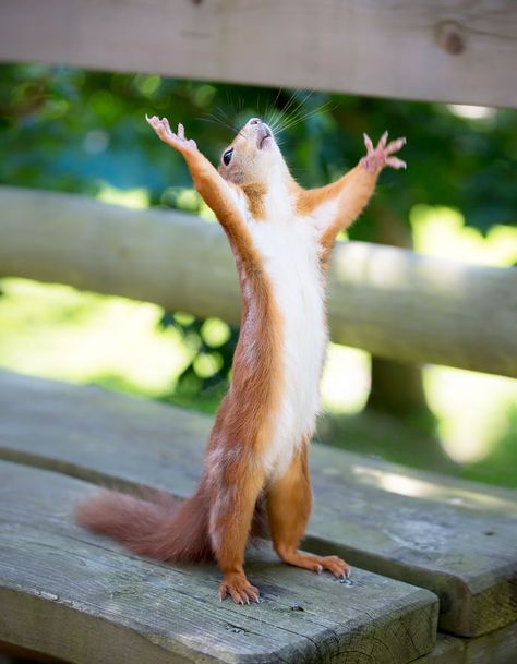 Hallelujah! Squirrel Appreciation Day, Squirrel Pictures, Funny Friday Memes, Squirrel Funny, Cute Squirrel, A Squirrel, Red Squirrel, 웃긴 사진, Cute Wild Animals