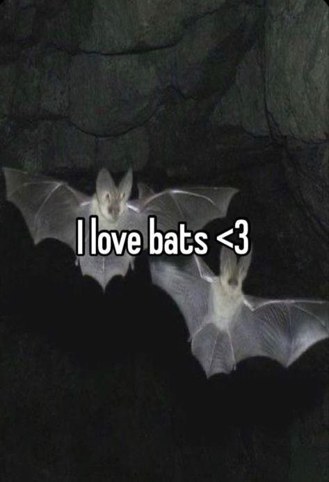 Bat Aesthetic Wallpaper, Bat Wallpaper Aesthetic, Aesthetic Bats, Bats Aesthetics, Bats Aesthetic, Bat Person, Types Of Bats, Bat Pfp, Bat Pictures