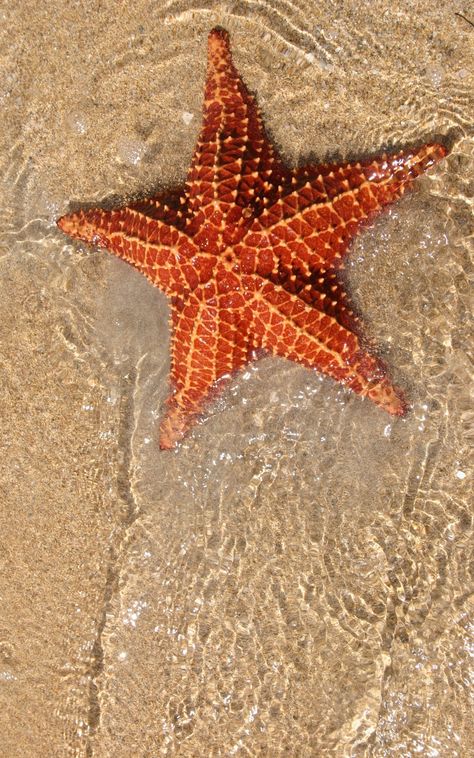 Star Fish, Star Fish Aesthetic, Starfish Reference Photo, Starfish Background, Starfish Photography, Starfish Beach Aesthetic, Starfish Underwater, Star Fish Photography, Orange Starfish Aesthetic