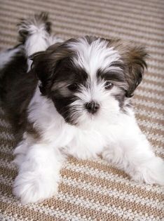 Shih Tzu Maltese Mix Shih Tzu Maltese Mix, Puppy Haircut, Shih Tzu Grooming, Maltese Shih Tzu, Shih Tzu Puppies, Maltese Mix, Shih Tzu Funny, Shih Tzu Mix, Puppy Names