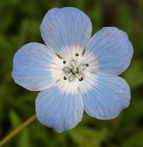 Photo 144082, (c) Philip Bouchard, some rights reserved (CC BY-NC-ND) · iNaturalist.org Baby Blue Eyes Flower, Baby Blue Eyes, Mount Tamalpais, California Wildflowers, Night Illustration, Baby Eyes, Photo C, Floral Pattern Design, Beautiful Backgrounds