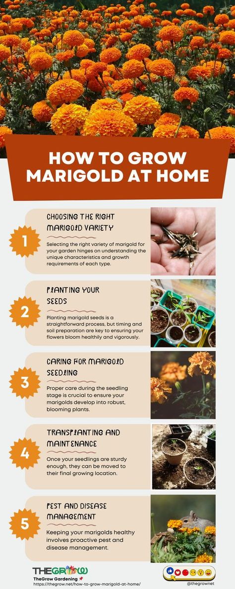 Proper care during the seedling stage is crucial to ensure your marigolds develop into robust, blooming plants. Marigold Planting Ideas, Marigold Garden, Strawberry Companion Plants, Pepper Companion Plants, Tomato Companion Plants, Growing Marigolds, Companion Gardening, Witch Powers, Grow Herbs