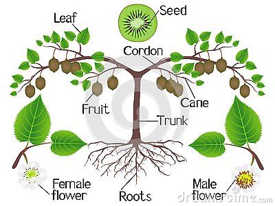 Kiwi Tree, Kiwi Plant, Grow Garden, Green Magic, Beautiful Illustration, Science Project, Background Beautiful, Parts Of A Plant, Kitchen Witch