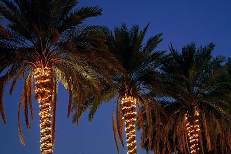 424 Palm Tree With Christmas Lights Stock Photos, High-Res Pictures, and Images - Getty Images | Christmas palm tree, Tropical christmas, Christmas in july Island Themed Party, Palm Tree Christmas Lights, Palm Tree Lights, Wrapped Rope, Tropical Outdoor, Outdoor Lighting Ideas, Christmas Palm Tree, Backyard Trees, Bonfire Party