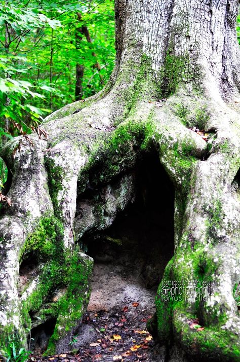 The Hiding Tree - rustic relish: Historic Blakeley State Park - Spanish Fort, Alabama Monte Sano State Park Alabama, Oak Mountain State Park Alabama, Cat Den, Alabama Hikes, Maquoketa Caves State Park, Bodie State Historic Park, Alabama Vacation, State Park Camping, Alabama Travel