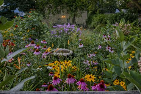 Companion plants for Echinacea should have similar cultural requirements and can create a bed with attractive blooms for any beneficial insect. To create a lively color bed, choose Echinacea companions carefully. This article will help get you started. Native Plant Landscaping, Pollinator Garden Design, Companion Gardening, Prairie Planting, Air Cleaning Plants, Plants Tips, Growing Tomatoes In Containers, Prairie Garden, Native Plant Gardening