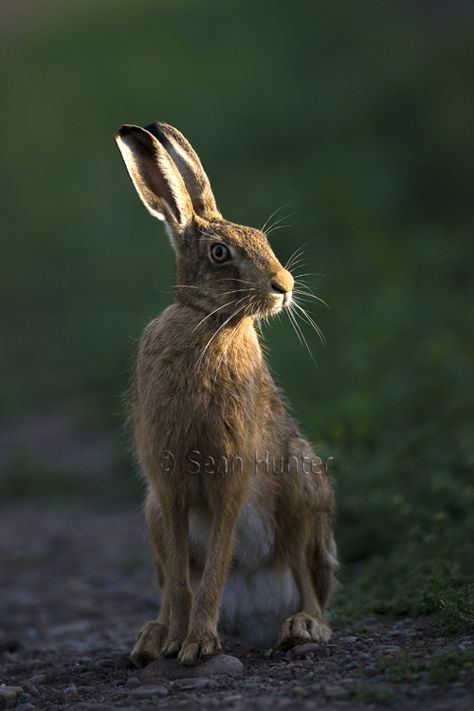 European brown hare on a farm track                                                                                                                                                                                 More Hare Pictures, Hunter Photography, Durham England, Animals Tattoo, Early Evening, Animal Magic, British Wildlife, Rabbit Art, Woodland Creatures