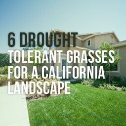 Drought Resistant Grass, Landscaping Front Yard With Porch, Front Yard With Porch, Drought Landscape, Drought Tolerant Landscape Front Yard, Drought Tolerant Grass, Landscape California, California Landscaping, Drought Resistant Landscaping