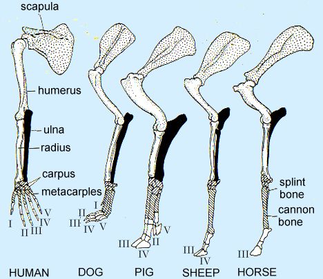 comparative-anatomy-limb.gif (468×405) Muscle Chart, Kelpie Horse, Comparative Anatomy, Leg Anatomy, Human Dog, Biology Resources, Human And Animal, Vet Medicine, Dog Anatomy