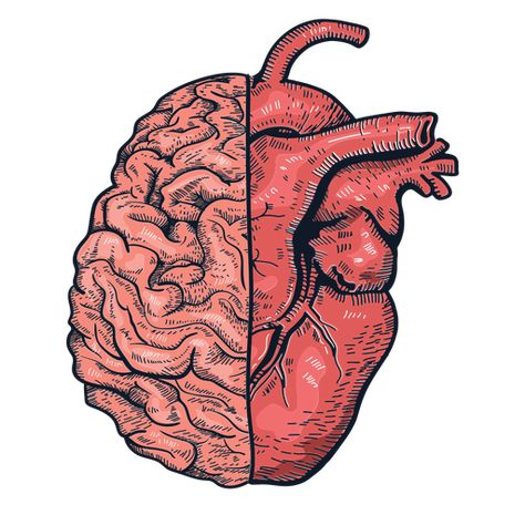 Human Brain Drawing, Brain Painting, Star Wars Art Drawings, Kingdom Boutique, Brain Poster, Realistic Heart, Lion Kingdom, Anatomical Heart Art, Brain Icon