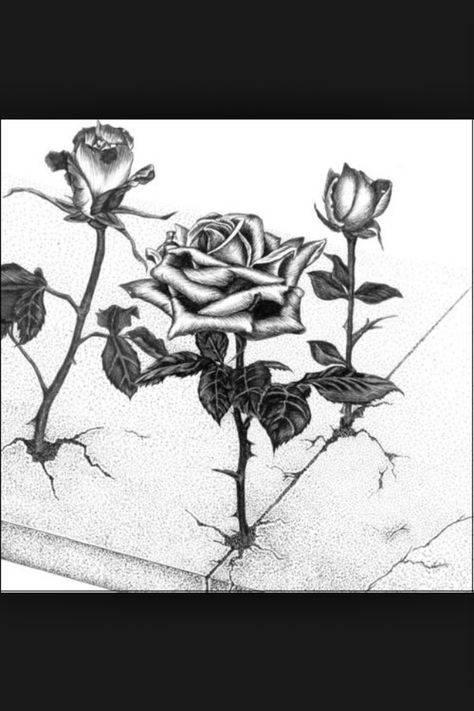 Tupac ( the rose that grew from concrete ) Rose In The Concrete Tattoo, Rose Growing From Concrete Drawing, Flower Growing Through Concrete Drawing, Rose Coming Out Of Concrete Tattoo, Rose Growing Tattoo, Rose Out Of Concrete Tattoo, Rose Through Concrete Tattoo, Rose Growing From Concrete Tattoo, The Rose That Grew From Concrete Tattoo