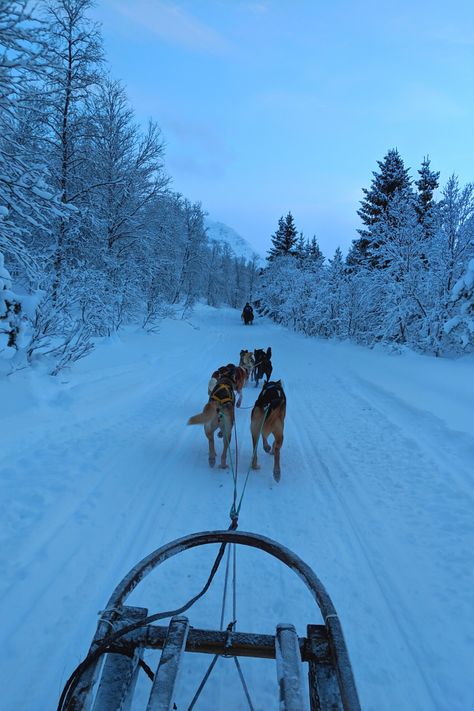 Husky Sled Dogs, Winter In Norway Aesthetic, Norway Dog Sledding, Tromso Christmas, Tromsø Norway Aesthetic, Dog Sledding Aesthetic, Tromso Aesthetic, Norway Aesthetic Winter, Tromso Norway Winter