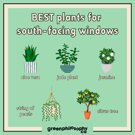 Best Plants For South Facing Window, Best Plants For East Facing Window, Indoor Plants South Facing Window, Plants South Facing Window, South Window Indoor Plants, South Facing Window Plants, Plants For East Facing Window, West Facing Window Plants, Plants For North Facing Window