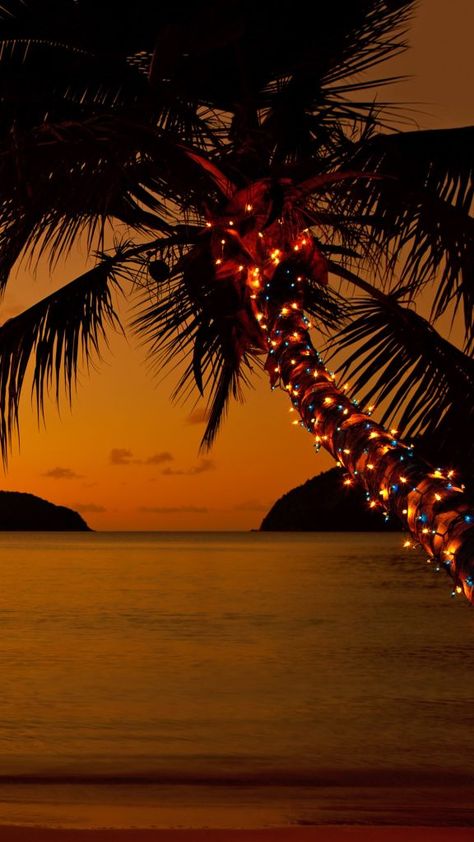 Tropical Christmas Aesthetic, Palm Tree Christmas Lights, Beach Christmas Pictures, Palm Tree Christmas, Beachy Christmas Tree, Caribbean Christmas, Palm Tree Lights, Boho Beach House, Christmas Lights Wallpaper